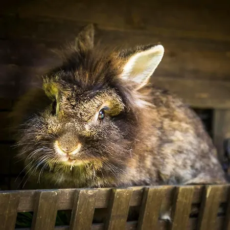 Vakantieboerderij Voglbach, Bauernhof