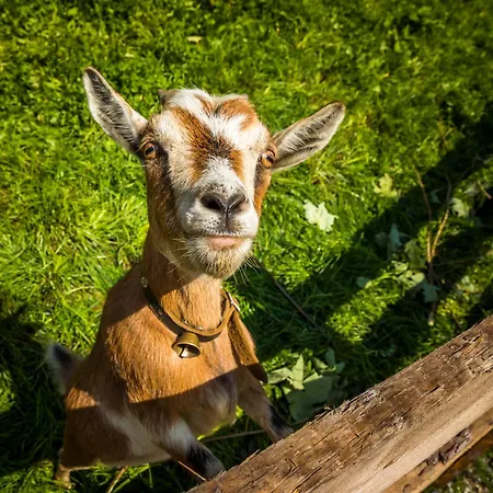 Voglbach, Bauernhof Vakantieboerderij