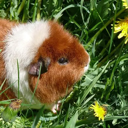 Vakantieboerderij Voglbach, Bauernhof *