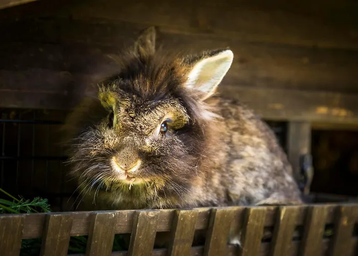 Farm stay Voglbach, Bauernhof