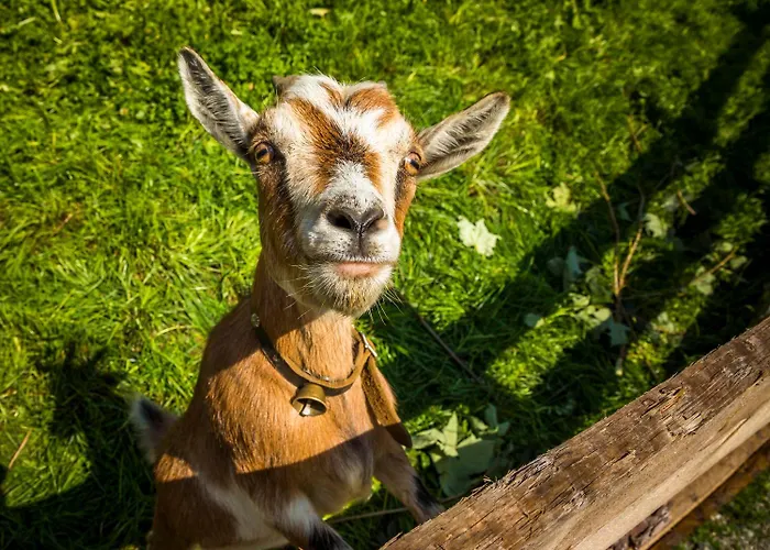 Voglbach, Bauernhof Farm stay