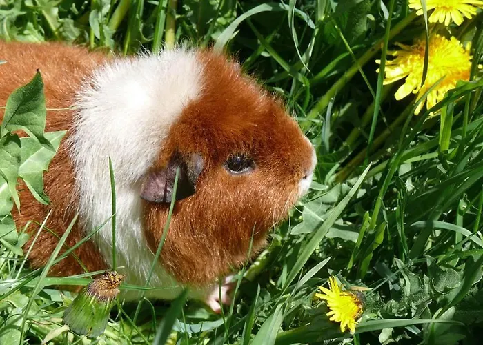 Farm stay Voglbach, Bauernhof *